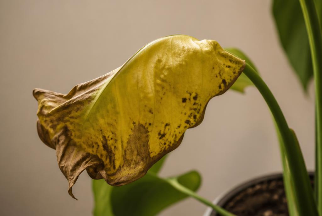 Close-up de folha de planta murcha e amarelada com pontas secas em fundo neutro